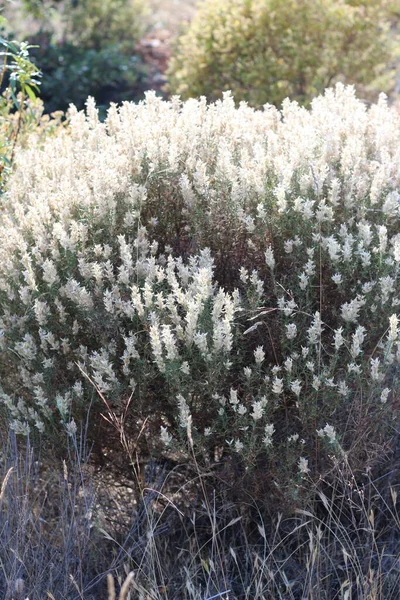 Piękne Botaniczne Ujęcie Naturalna Tapeta — Zdjęcie stockowe