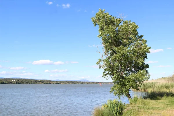 Summer Landscape Nature Tree Blue Sky — Stock Photo, Image