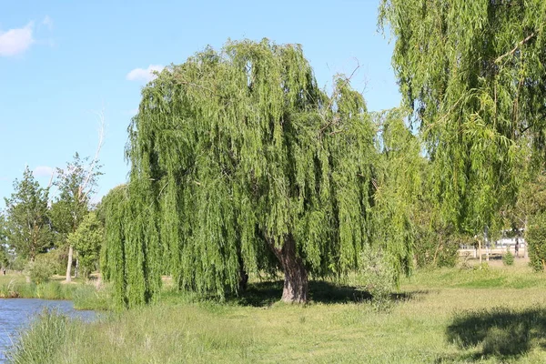 Small Tree River Green Deciduous Forest — Stock Photo, Image