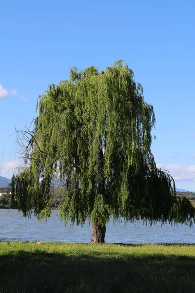 Krásný Výhled Jezero Parku — Stock fotografie