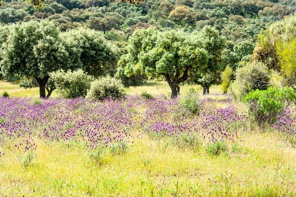 Meşe Ağaçları Lavanta Çiçekleri Olan Güzel Bir Manzara — Stok fotoğraf