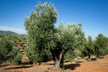 Zeytin ağacının tarlaları ve dağları.