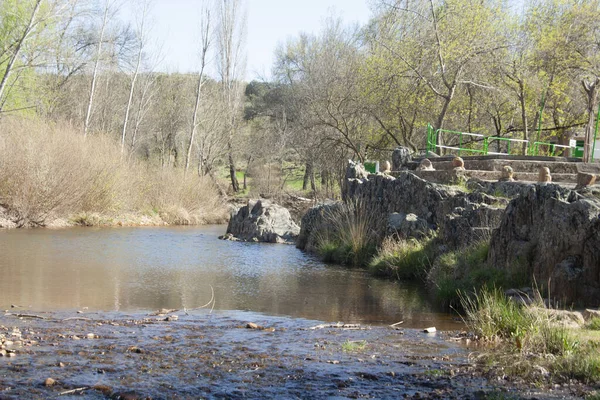 Vue Sur Rivière Dans Forêt — Photo