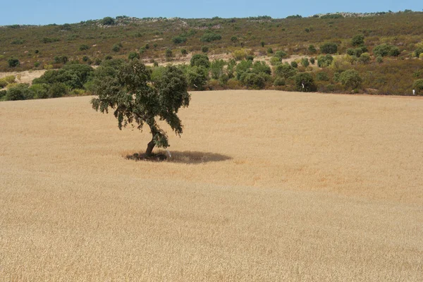 Αγρός Δημητριακών Βελανιδιά Και Βουνό — Φωτογραφία Αρχείου