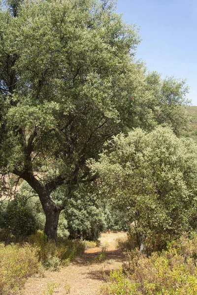 Arazideki Holm Meşeleri Manzarası — Stok fotoğraf