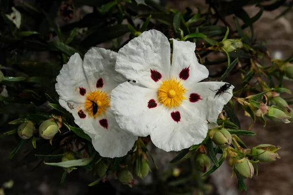 Κολλώδη Λουλούδια Rockrose Την Άνοιξη Έντομο — Φωτογραφία Αρχείου