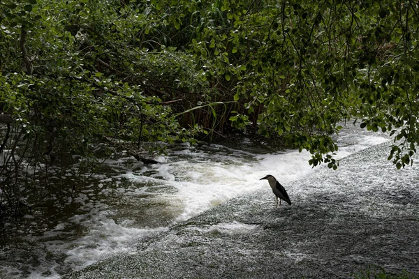 Cascada Pantano Con Agua — Foto de Stock