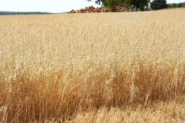 Pole Zbóż Owies Lecie — Zdjęcie stockowe