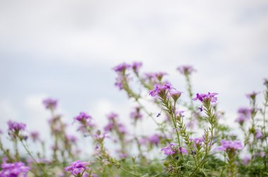 vadon élő kis virágok