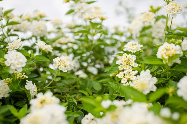 Lantana ou sauge sauvage ou tissu d'or — Photo