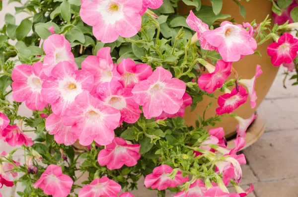 Petunia o Petunia Hybrida Vilm — Foto de Stock