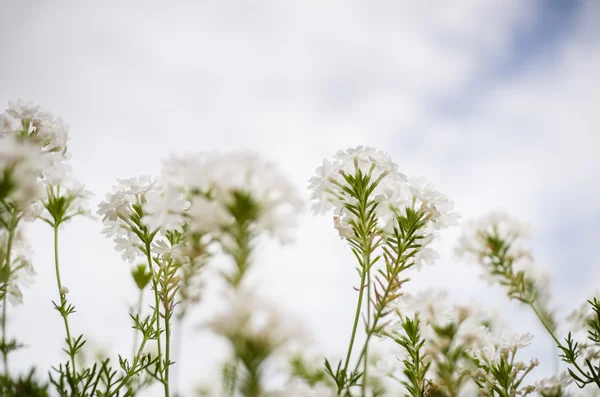 Fiore bianco — Foto Stock