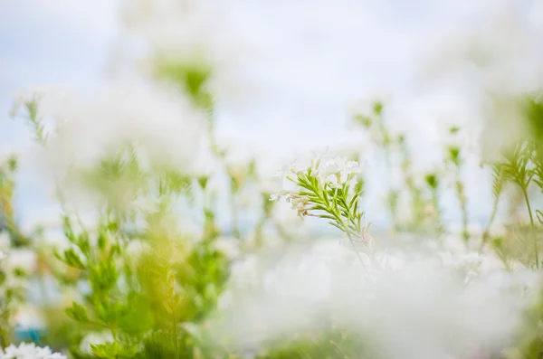 Piccoli fiori selvatici — Foto Stock