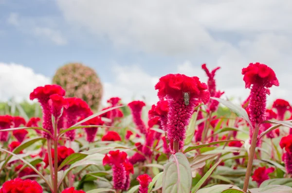 Flores vermelhas de celósia ou lã ou flor de Cockscomb — Fotografia de Stock