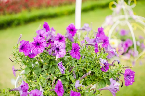 Violet Petunia eller Petunia Hybrida Vilm — Stockfoto