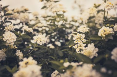 Lantana veya yaban adaçayı veya bez altın vintage