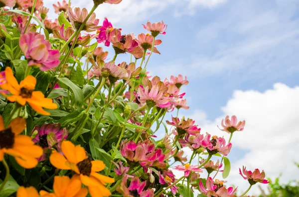 Zinnia angustifolia flores — Foto de Stock