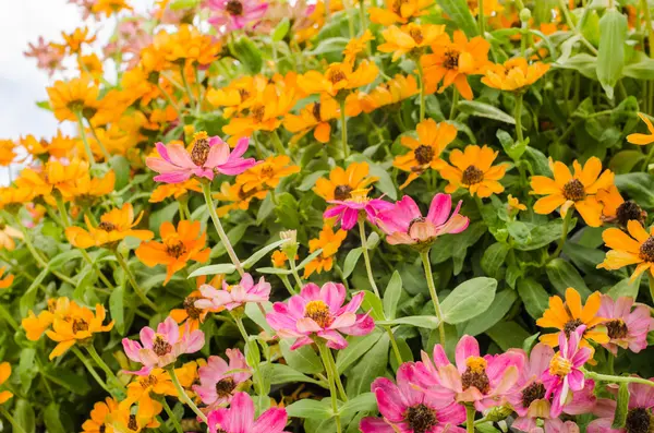 Zinnia angustifolia flores — Foto de Stock