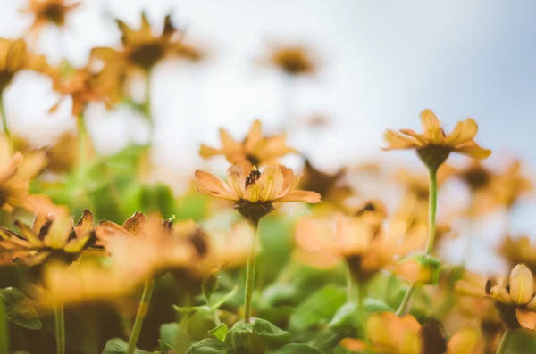 Zinnia angustifolia bloemen vintage — Stockfoto