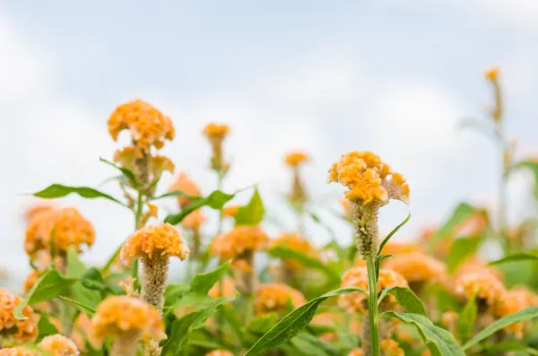 Fiori di Celosia o Lana Arancione o Fiore di Cockscomb — Foto Stock