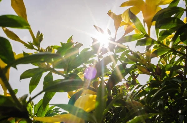 黄金のトランペットの花またはアラマンダ cathartica — ストック写真