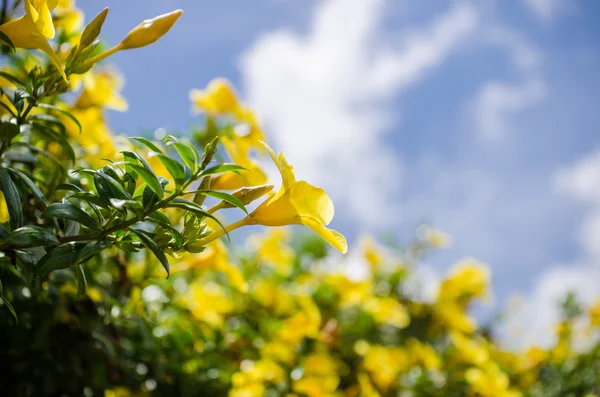 Цветок Золотой Трубы или Allamanda cathartica — стоковое фото