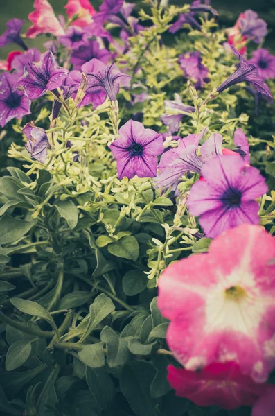 Petunia or Petunia Hybrida Vilm vintage — Stock Photo, Image