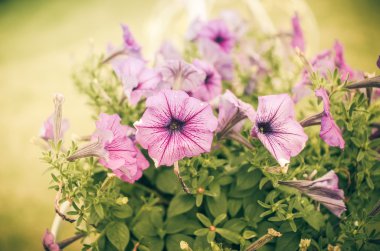 Menekşe Petunya ya da Petunya boş Vilm vintage