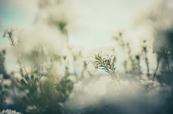 Wild little flowers vintage — Stock Photo, Image