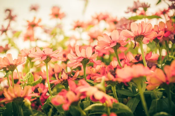 Zinnia angustifolia flores vintage — Foto de Stock