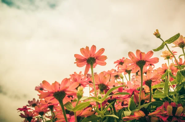 Zinnia angustifolia blommor vintage — 图库照片