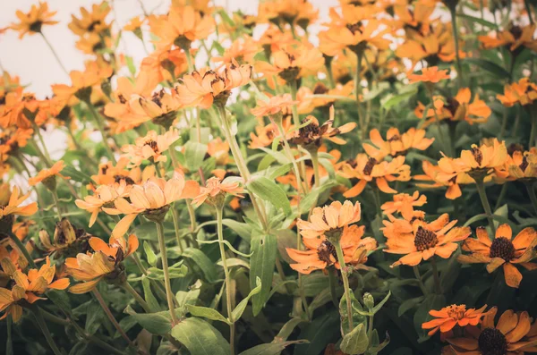 Zinnia angustifolia blüht Jahrgang — Stockfoto