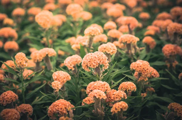 オレンジのケイトウやウールの花や鶏頭花ヴィンテージ — ストック写真