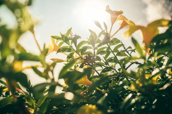 Flor de trompete dourado ou Allamanda cathartica vintage — Fotografia de Stock