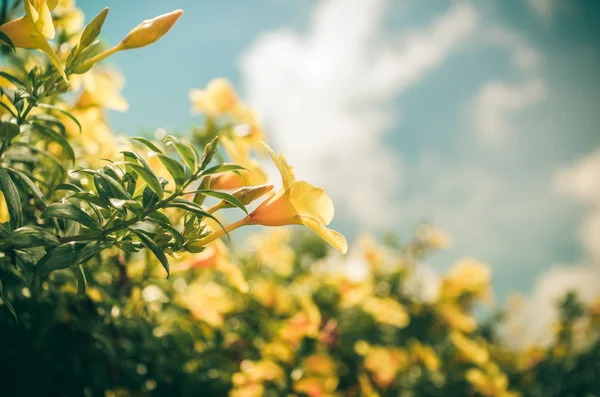 Goldene Trompetenblume oder allamanda cathartica vintage — Stockfoto
