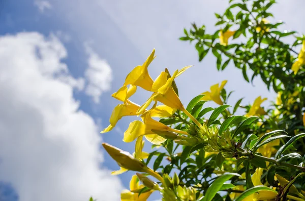 Цветок Золотой Трубы или Allamanda cathartica — стоковое фото