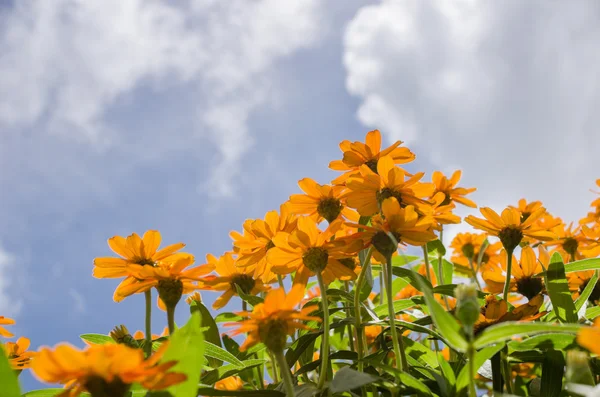 Zinnia angustifolia çiçekler
