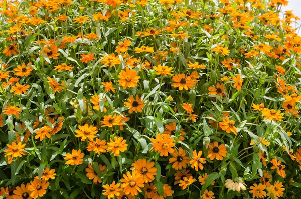 Zinnia angustifolia çiçekler — Stok fotoğraf