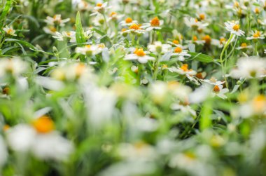 Zinnia angustifolia çiçekler