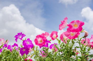 Petunya veya Petunya boş vilm