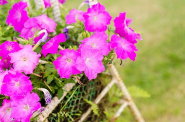 Petunya veya Petunya boş vilm