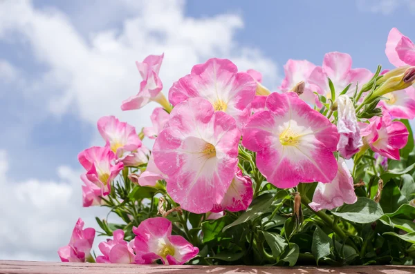 Petunia ή πετούνια hybrida vilm — Φωτογραφία Αρχείου