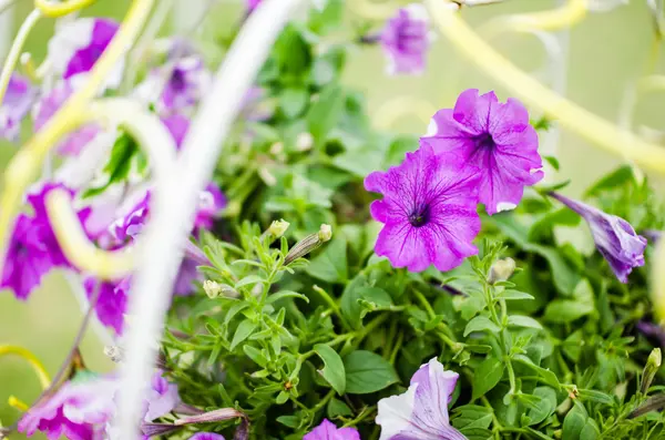 Petunia ή πετούνια hybrida vilm — Φωτογραφία Αρχείου