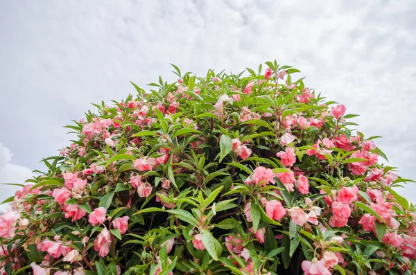 Zinnia angustifolia flowers — Stock Photo, Image