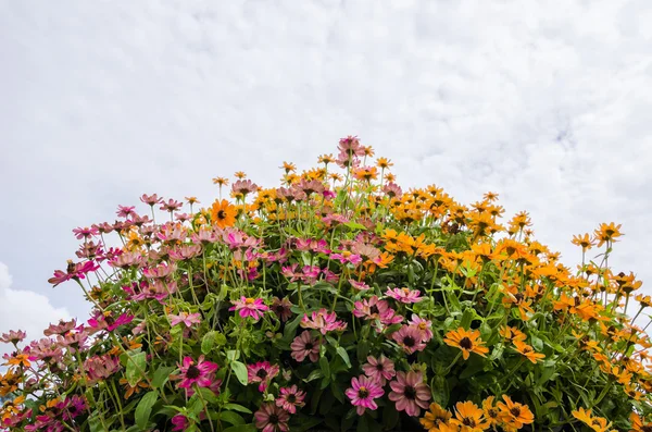 Zinnia angustifolia çiçekler — Stok fotoğraf