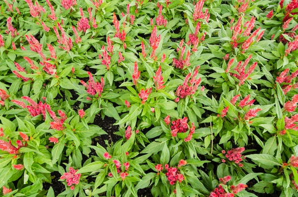 Celosia of wol bloemen of cockscomb bloem — Stockfoto