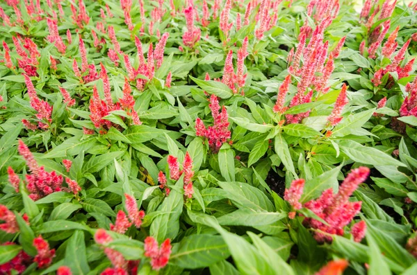 Celosia of wol bloemen of cockscomb bloem — Stockfoto