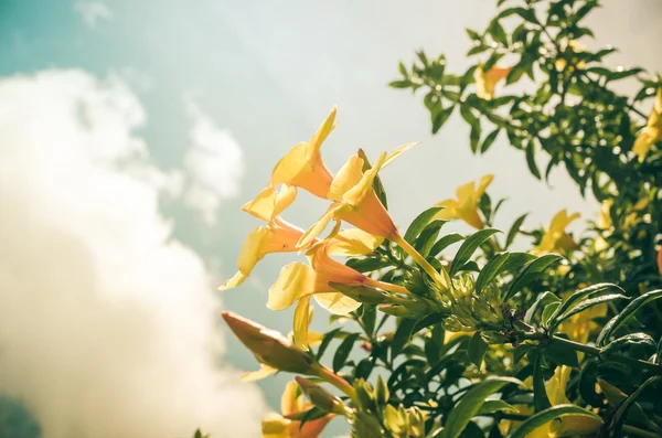 Gyllene trumpet blomma eller allamanda cathartica vintage — Stockfoto