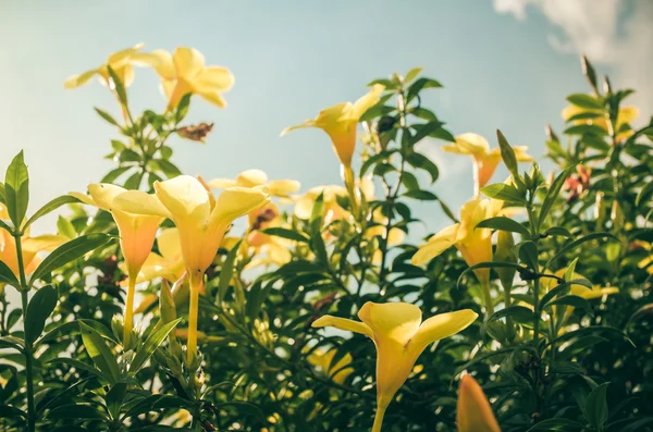 Flor de trompete dourado ou Allamanda cathartica vintage — Fotografia de Stock