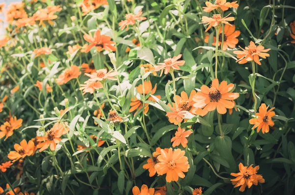 Zinnia angustifolia blüht Jahrgang — Stockfoto